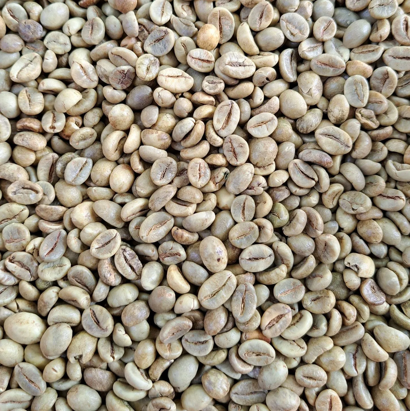 Кофейные зерна Robusta 1 класса вьетнамский кофейные экран 18