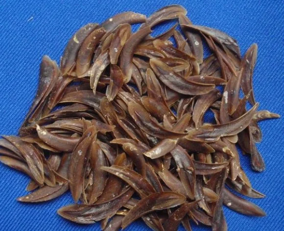 Premium Murex Operculum Perfume Extract Operculum Murex Hot Selling 2024 Operculum From Blue Lotus Vietnam