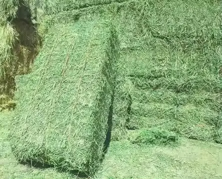 Alfafa Hay Animal Feeding Stuff Alfalfa, hay/alfalfa hay pellets Timothy Hay/ Alfafa in Bales Best Super Top Quality