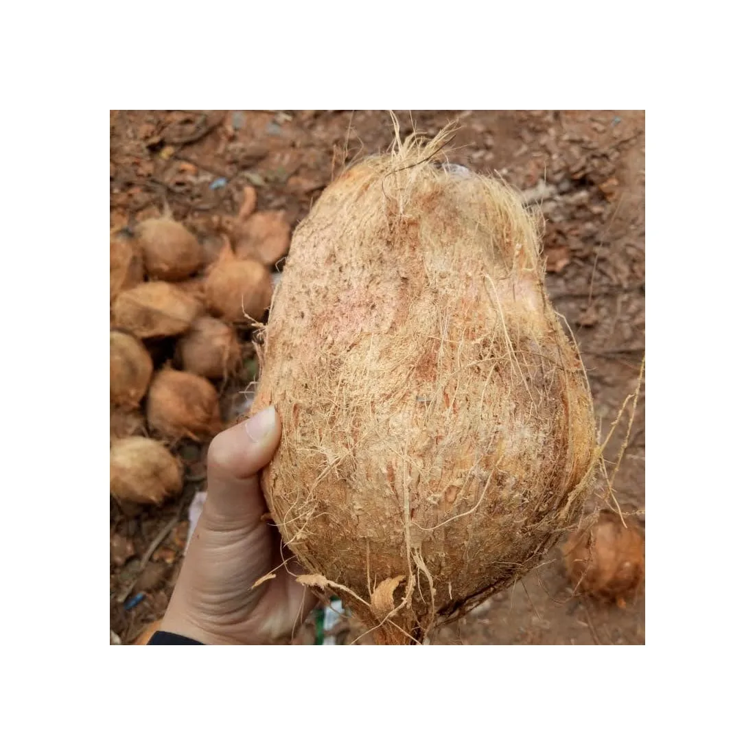 Fresh Dry Mature Coconut Semi Dehusked Coconut Harvest Directly from Vietnam Local Farms by 99 Gold Data
