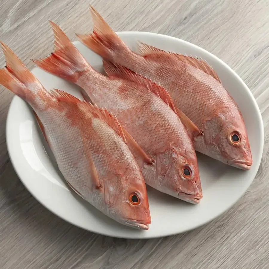 best quality fresh frozen red snapper fresh fillet skin on huge supplies snapper-fish for sale