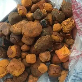 100% natural top Quality Ox Gallstones Cattle Gallstones Cow Gallstones Buy Cow Gall Stones for sale