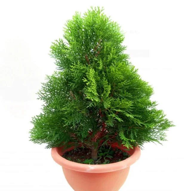 Buy Bulk THUJA ESSENTIAL OIL Wholesale price  from india largest manufacture kanha nature oils