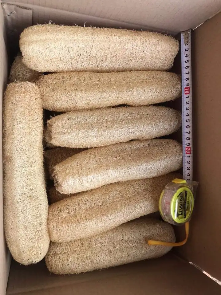 High-Quality Loofah Dish Sponges for body 15- 20cm- 100% Natural Organic- Dried Luffa Scrub Sponge/Compressed Loofah