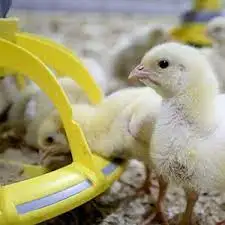 Cheap price New Design Automatic Broiler Farm Modern Poultry Equipment Chicken Farming From Vietnam Manufacturer