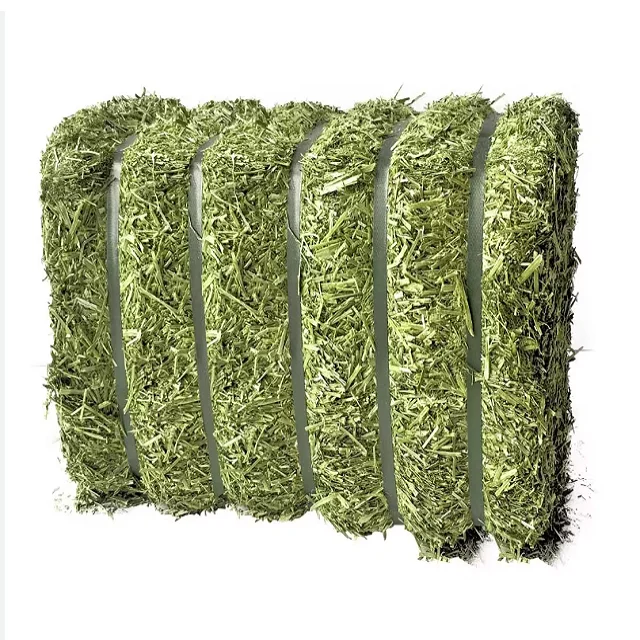 Top Quality Cheap Alfalfa Lucern Hay for Cow Cattle Horse Pets Dairy Farm ready for Export
