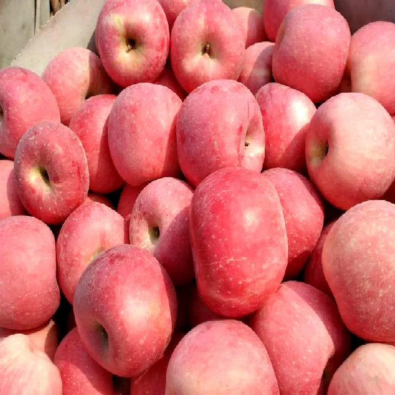 High Quality for Exporting Fresh Chinese FUJI Apple