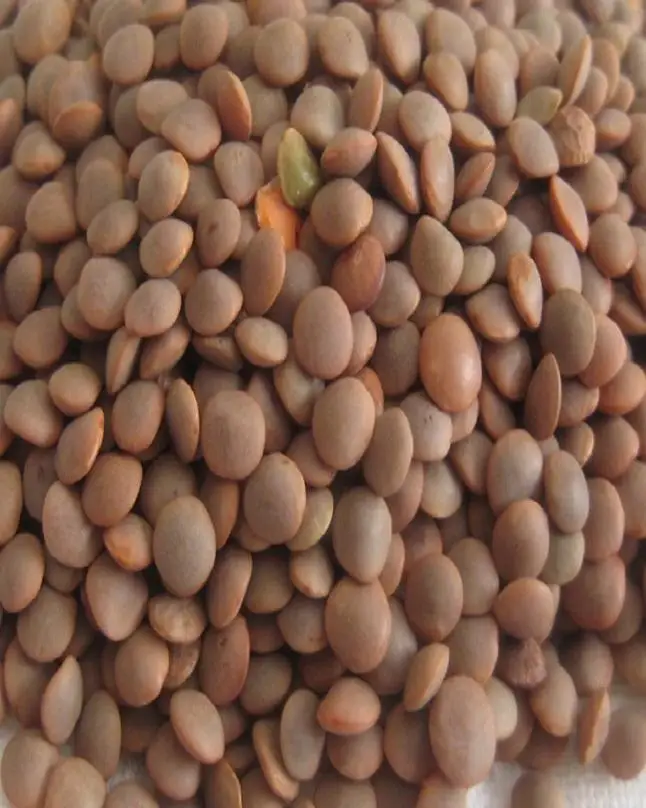 Hot Sale Lentils Beans with Low Price of sabut masoor Lentils supplier from pakistan