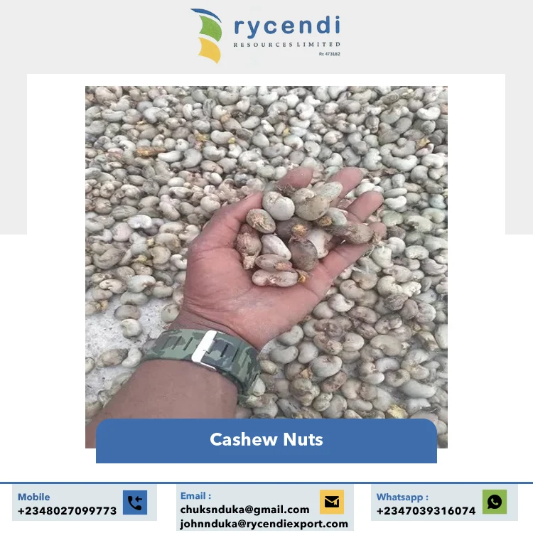 Export Quality Best Selling Premium Quality Original Flavor Good Taste Raw Dried Cashew Nuts at Reasonable Price