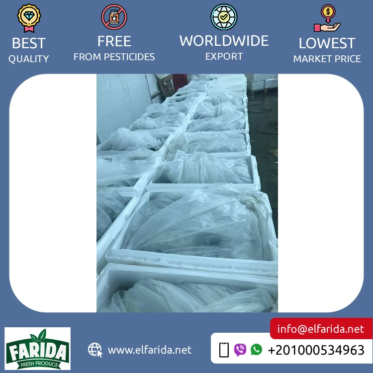 Standard Quality Best Selling Delicious Vegetables Fresh Broccoli from Egypt Origin Exporter at Reasonable Market Price