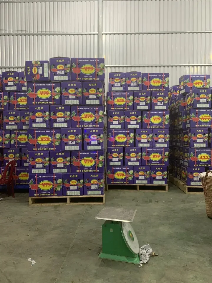 Vietnam 350g Dragon Fruit - Common Quality, Naturally Sweet, 100% Fresh, 6-Month Shelf Life