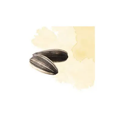Ready For Export Factory Direct Sales Healthy Pure Natural Vegetable Nuts Newest Crop Organic Bulk Sunflower Seeds Ready For