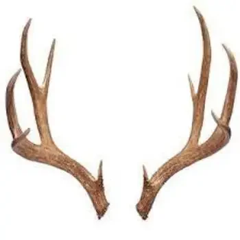 Red Deer Antlers