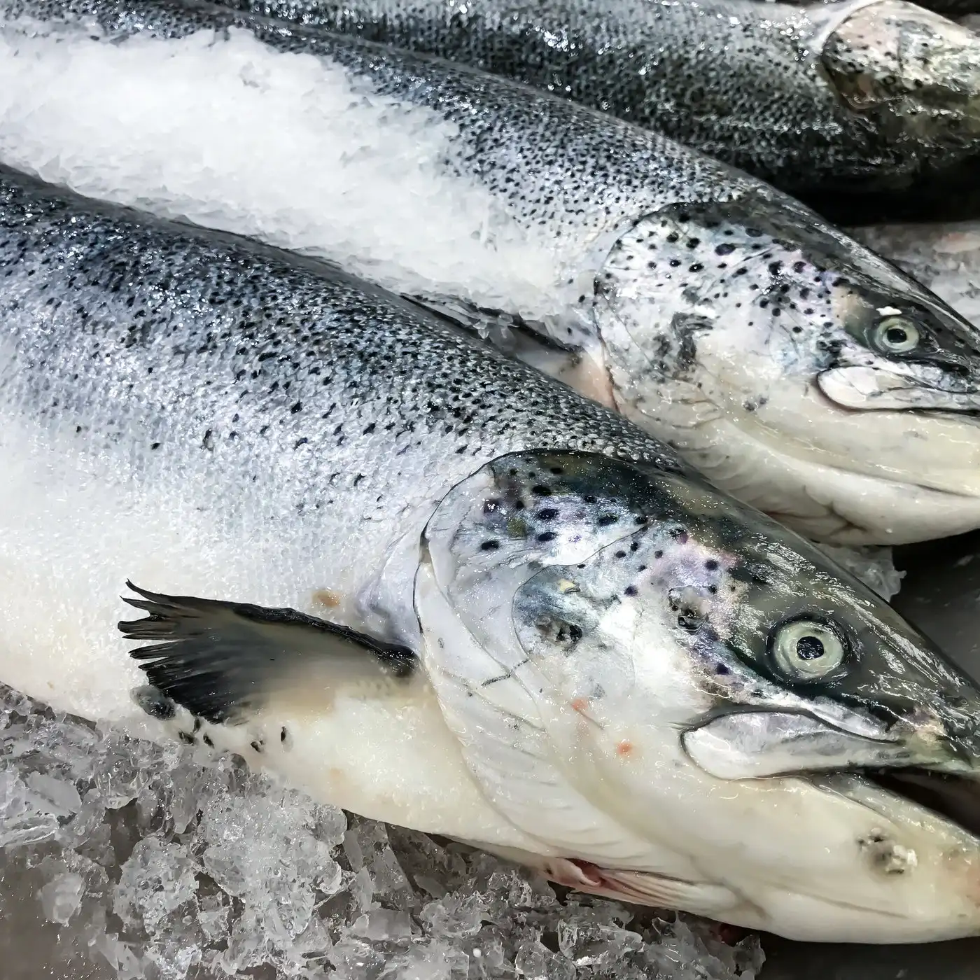 100%  Netherlands Export Quality Fresh Frozen Salmon Fish at Bulk Price