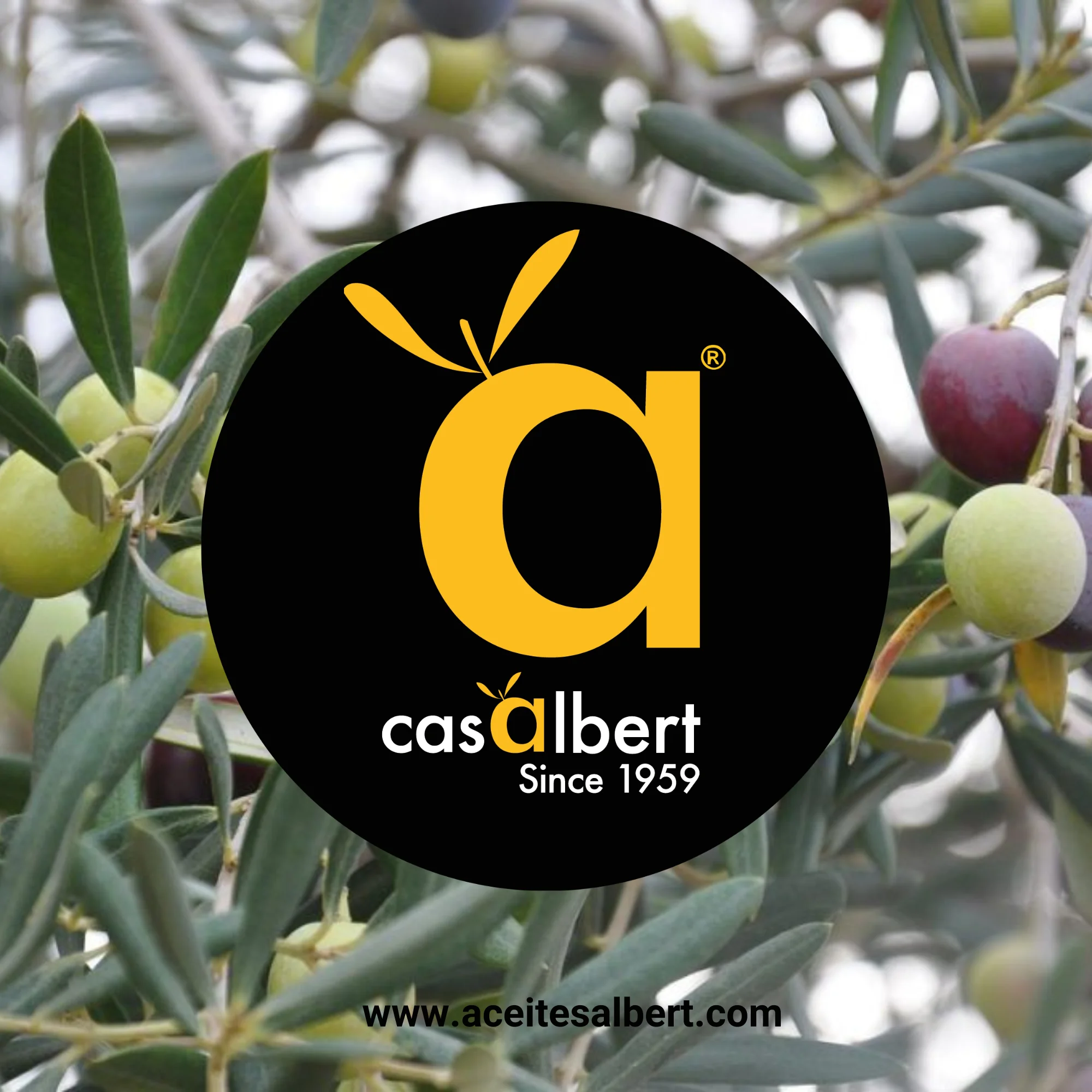 Olive Extra Virgin Oil Casalbert 100% Premium Blend Olive Oil Benefits High Content Of Omega 6 And Natural Antioxidants