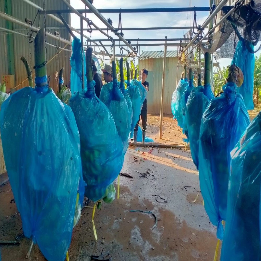 Green Banana Cheap Wholesale Cavendish Top Selling Vietnam Fresh Bananas Premium Fresh Fruits