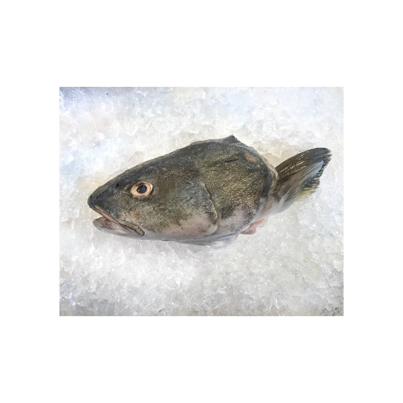 Wholesale Frozen Cod Heads  for sale