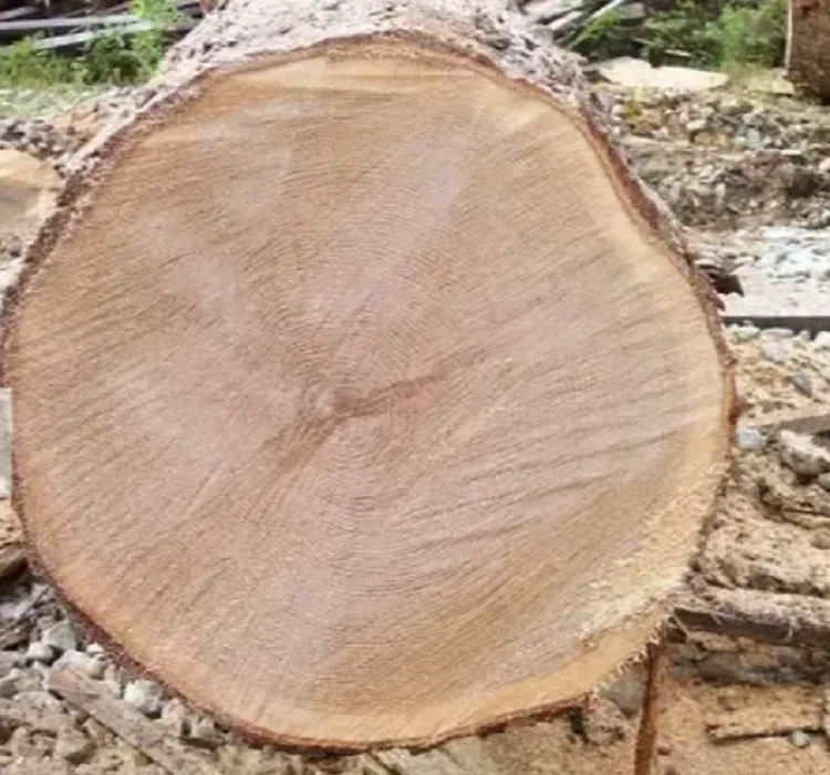 Wholesale Solid Wood Logs Black Walnut Slab Timber Grade ABUBINGA BUBINGA