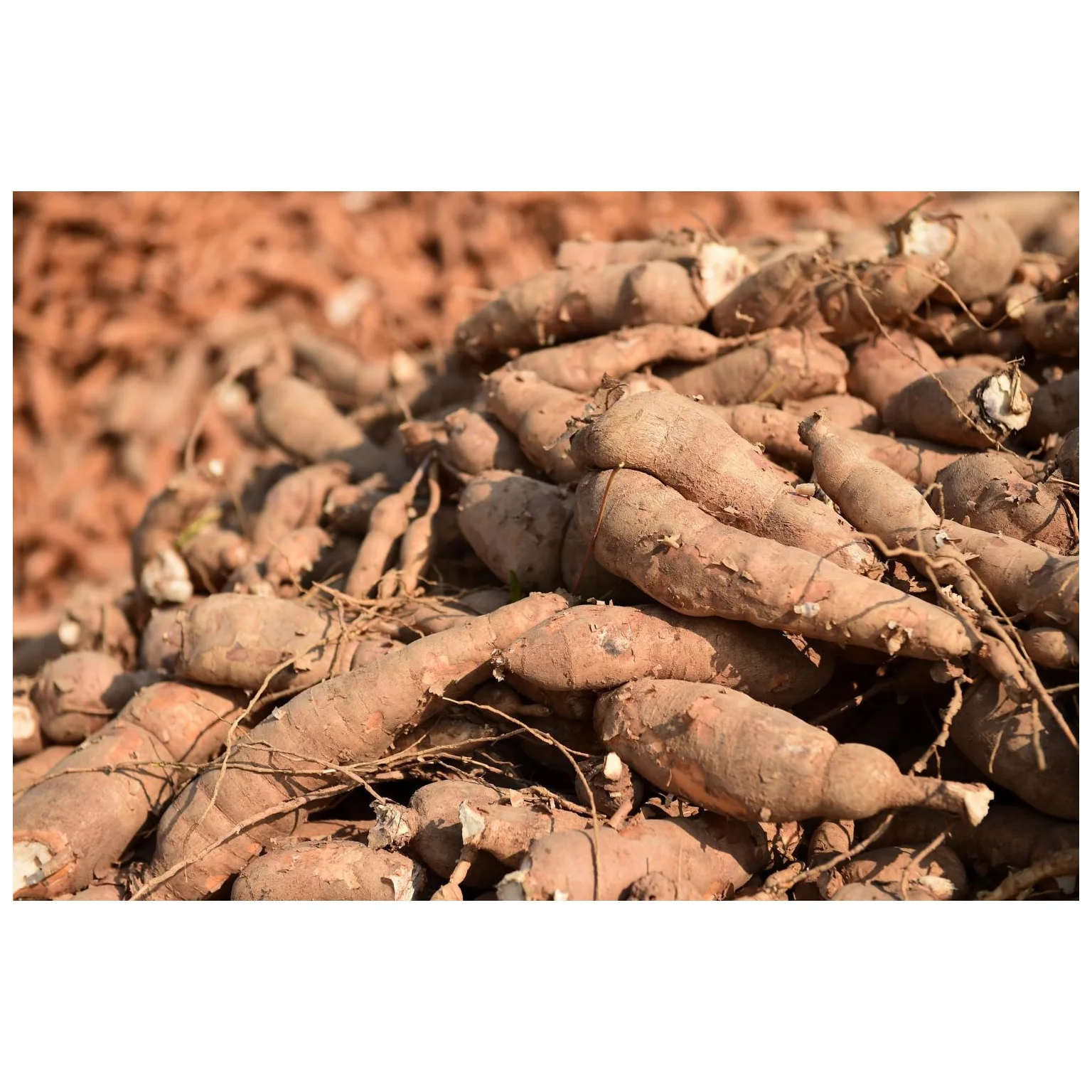 Fresh Cassava / Tapioca in Bulk Best Price for Manioc Leaves Variety Wholesale Available