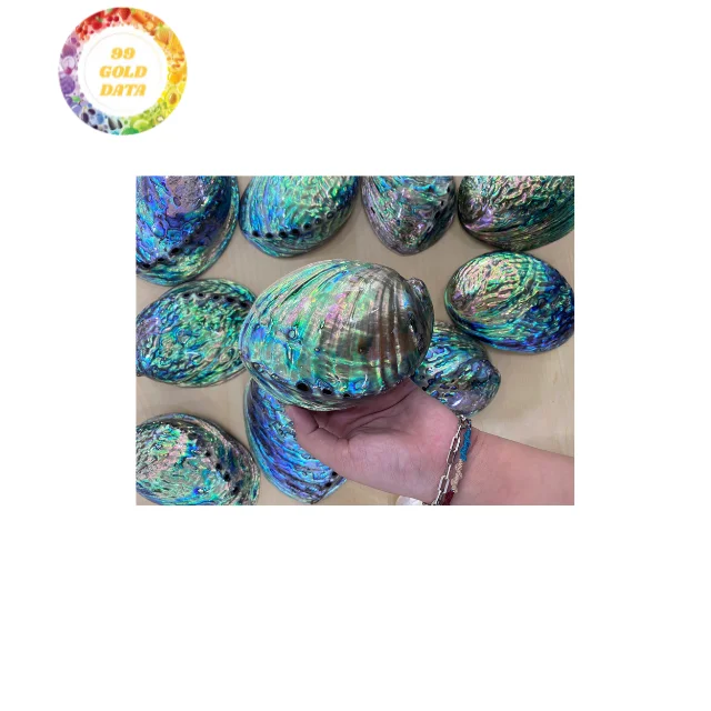 Wholesale Abalone Shells Large Quantity Available Best Prices Direct Factory Supply Quality Bulk Orders Competitive
