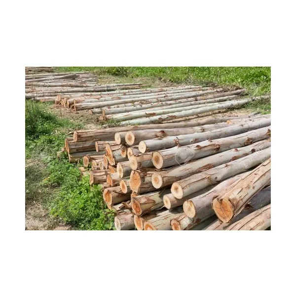 Wholesale Eucalyptus Wood Logs, Year-Round Supply