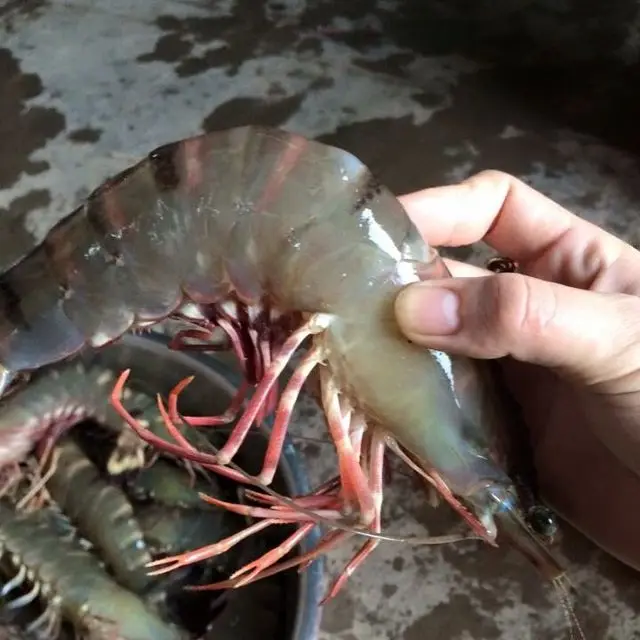 Bulk Stock Available Of Red Shrimps Prawns / Frozen Vannamei Shrimp (Seafood) At Wholesale Prices