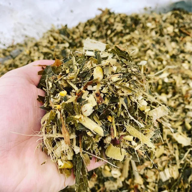High Quality Corn Silage For Animal Feed Cheap Price Corn Feed for Cows, Goats, Sheep, Hor Available in Large Quantity