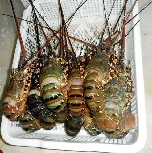 LOBSTER6.jpg