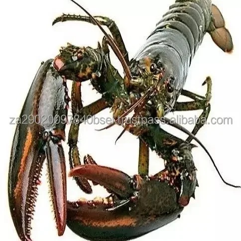 frozen lobster (2).jpg