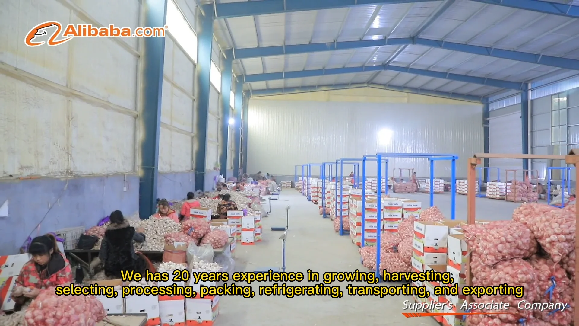 Свежий натуральный чеснок цена Новый Урожай горячие продажи