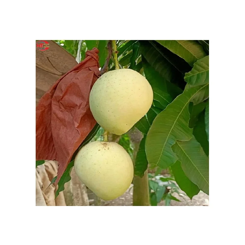 Свежие фрукты, Натуральный Сладкий органический зрелый желтый цвет, размер 8 - 10 см, Cat Chu манго, экспорт из Вьетнама