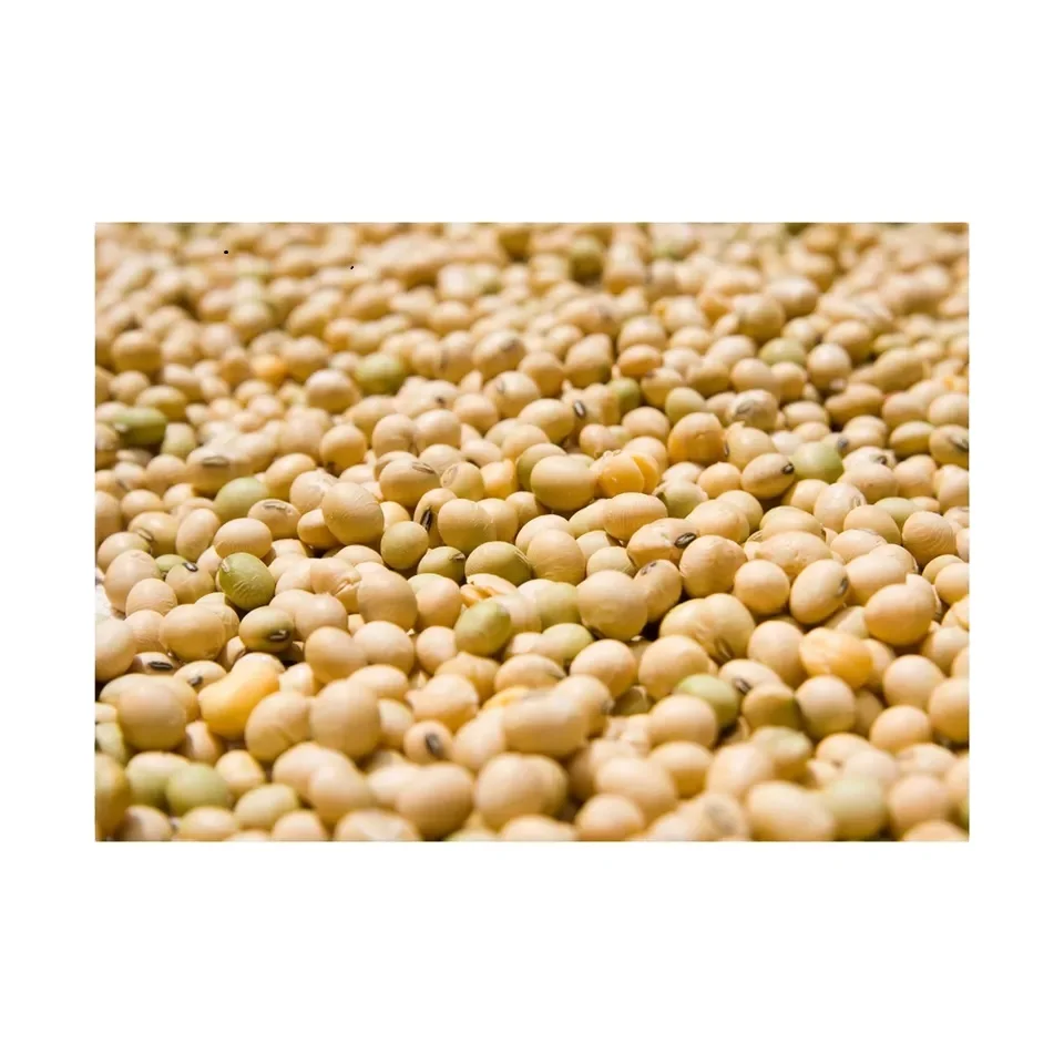 Good Quality NON GMO Soya Beans for Sale Yellow Soybeans - Soybeans for the best market rates