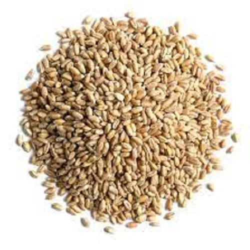 Fast Shipping Hard Red Winter wheat / Durum wheat / Soft White wheat at reasonable price in Europe