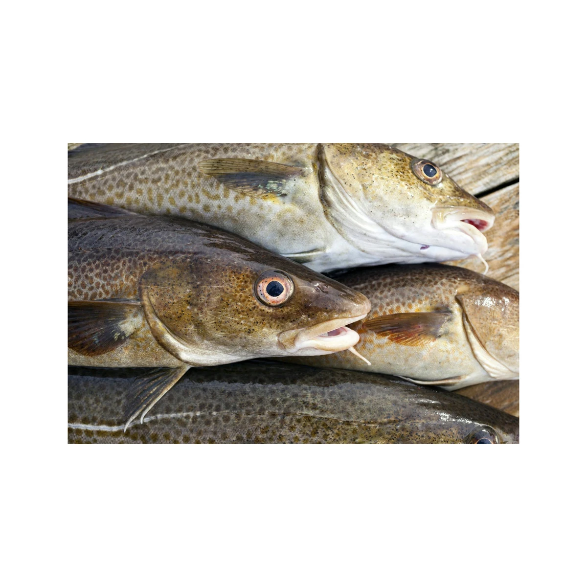 Pure Quality Fresh Atlantic cod Fish / Fillets Supplier Bulk Online Sale