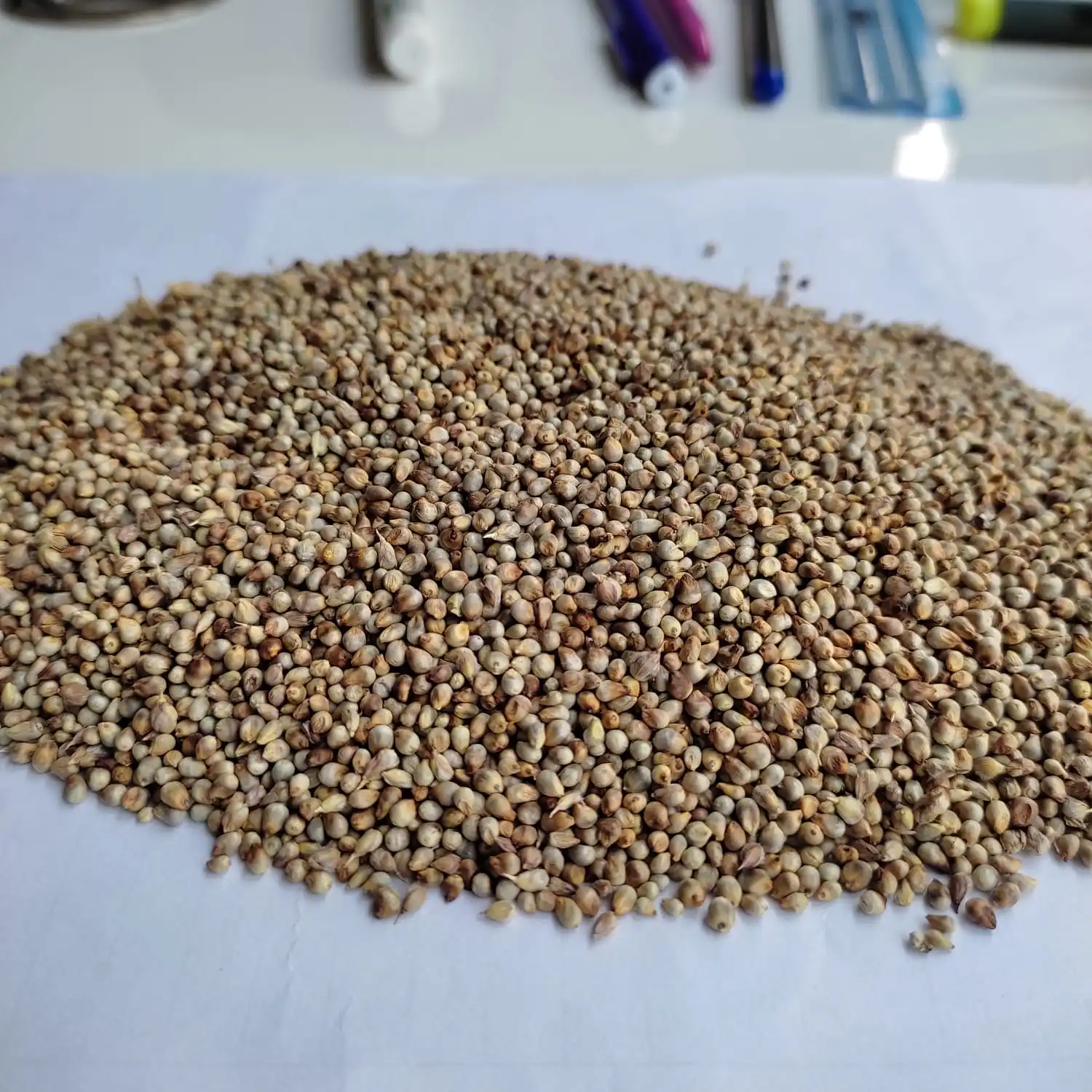 Green Millet In Bulk At Reasonable Rate