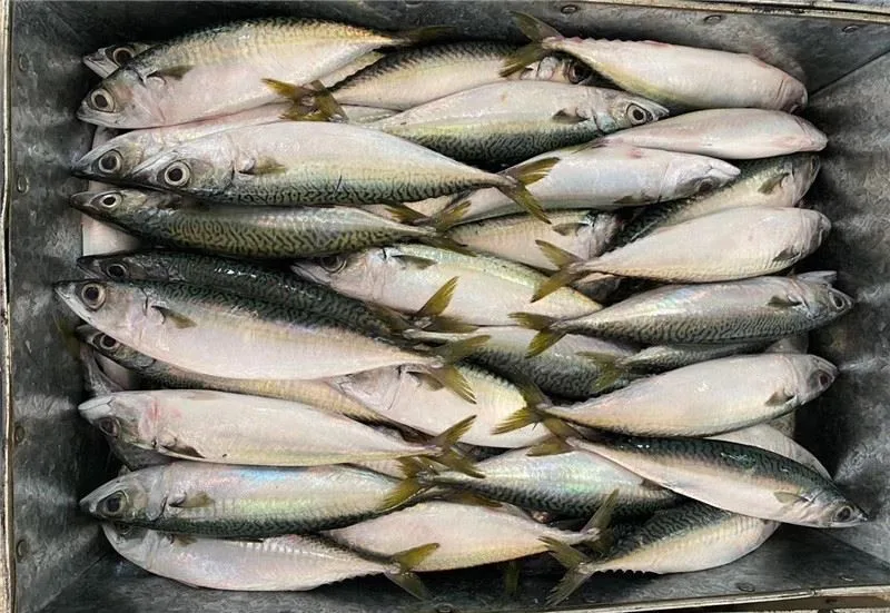 Top Premium Frozen Mackerel For Canned Food Mackerel Fish Bulk Hot Sale Seafood Frozen Whole Round Pacific Fish