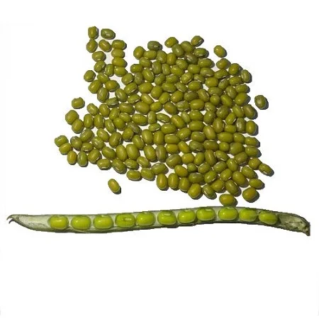 Green mung beans 05.jpg