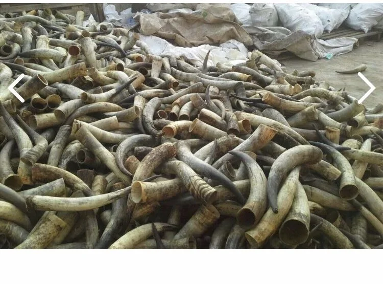 RAW OX HORN and cow horn  FOR SELL