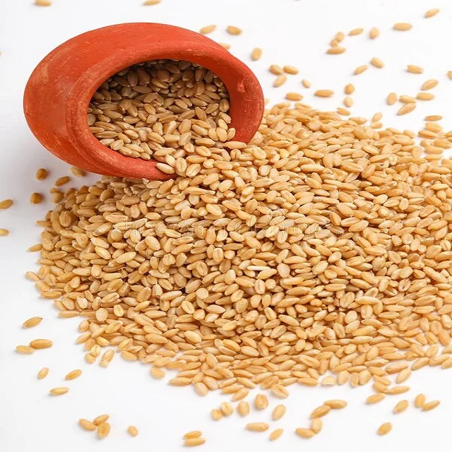 wheat-grains-.jpg