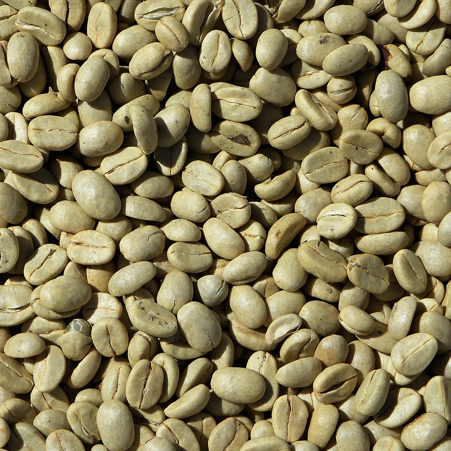 Vietnam 100% Natural Robusta Green Coffee Bean Whole Sale Price Vietnam Green Coffee Bean Attractive Flavor Vietnam Manufacturer