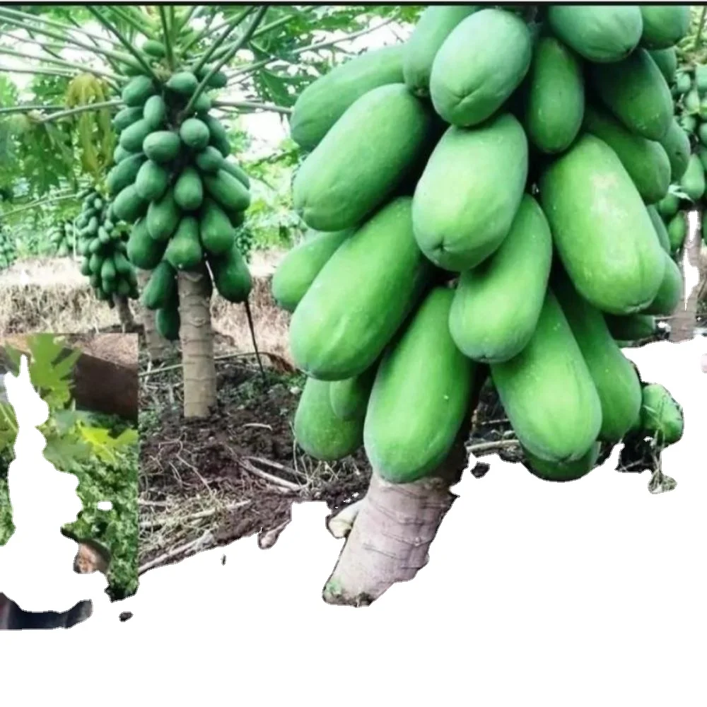 Pawpaw red glory f1 производственная компания Pinkish Red Op Verity