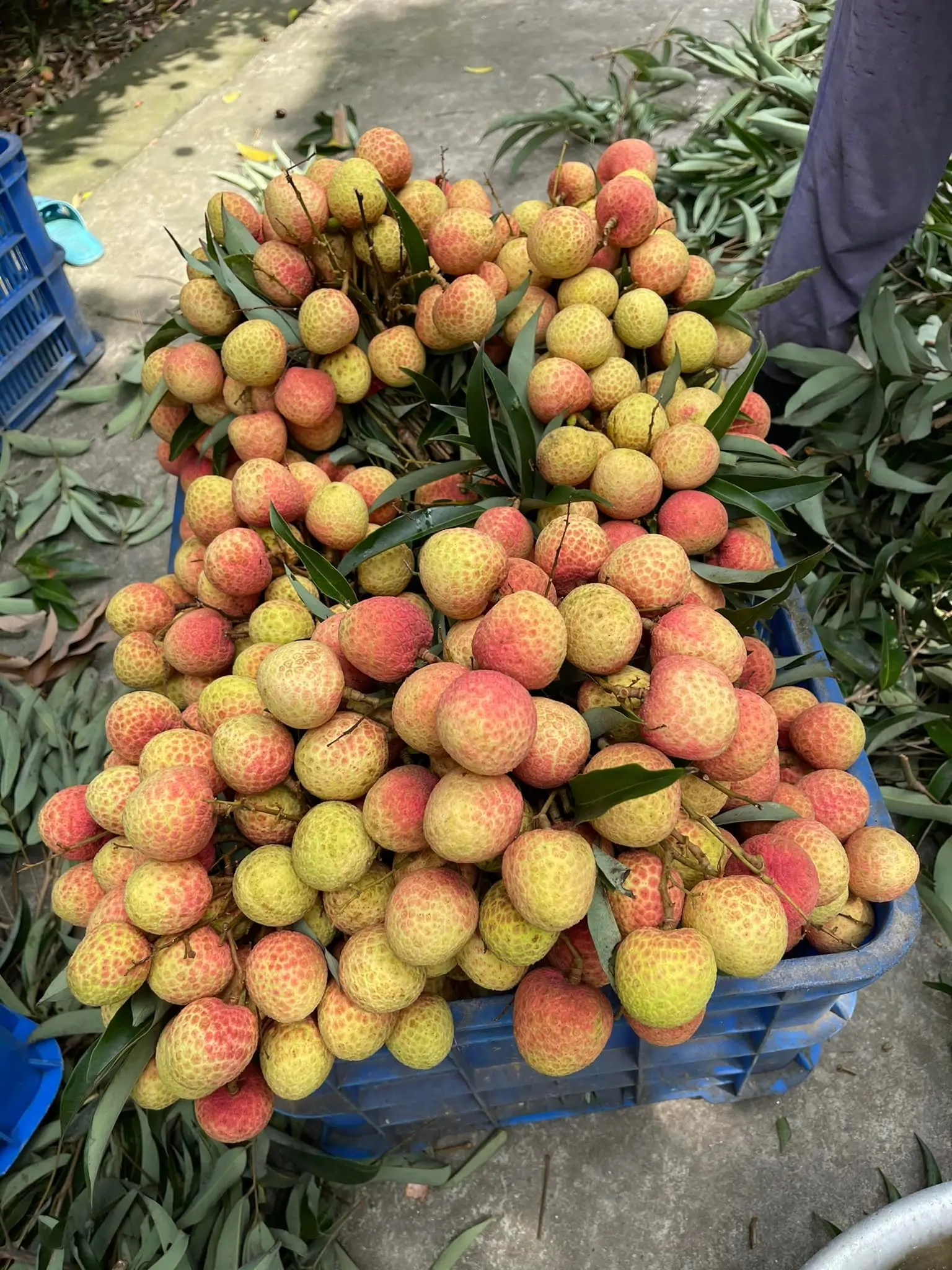 New season Vietnamese fresh lychee Fruit High quality for export Fresh lychee Premium grade from Vietnam