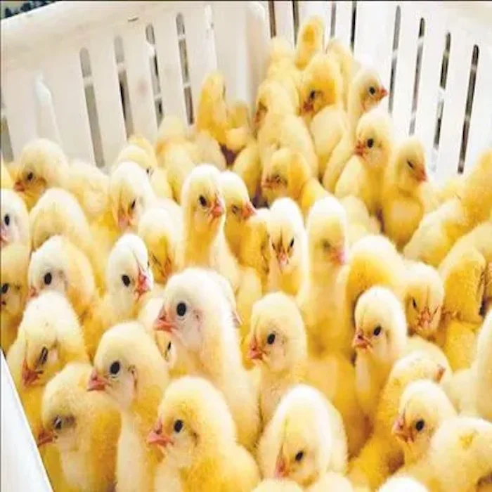 Commercial Day Old Broilers Ross 308 | Ross 308 Broiler Chicks For Sale | Vaccinated Ross 308 Broiler Chicks
