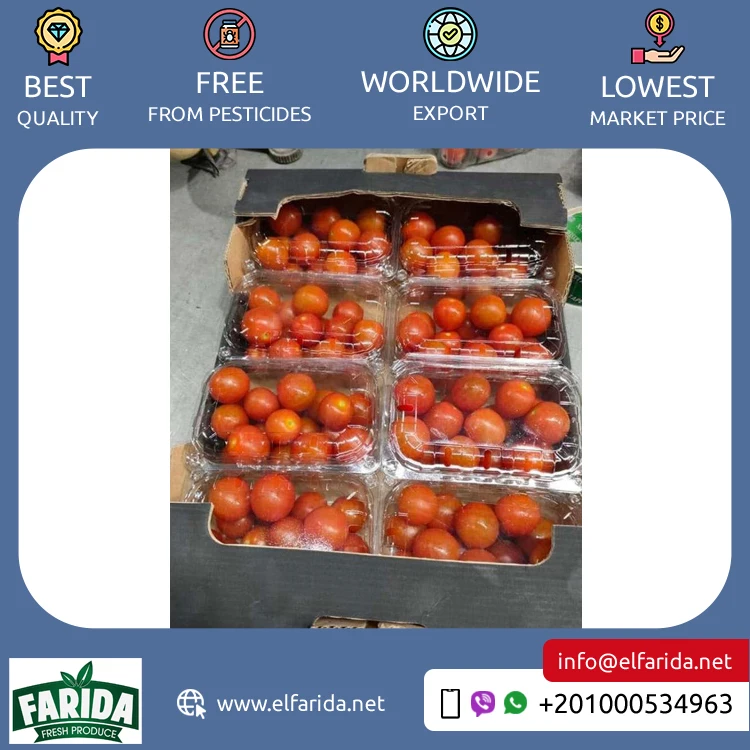 Widely Selling Superior Quality Delicious Taste Agriculture Grade Fresh Fruit Cherry Red Fresh Vegetable Tomatoes from Egypt