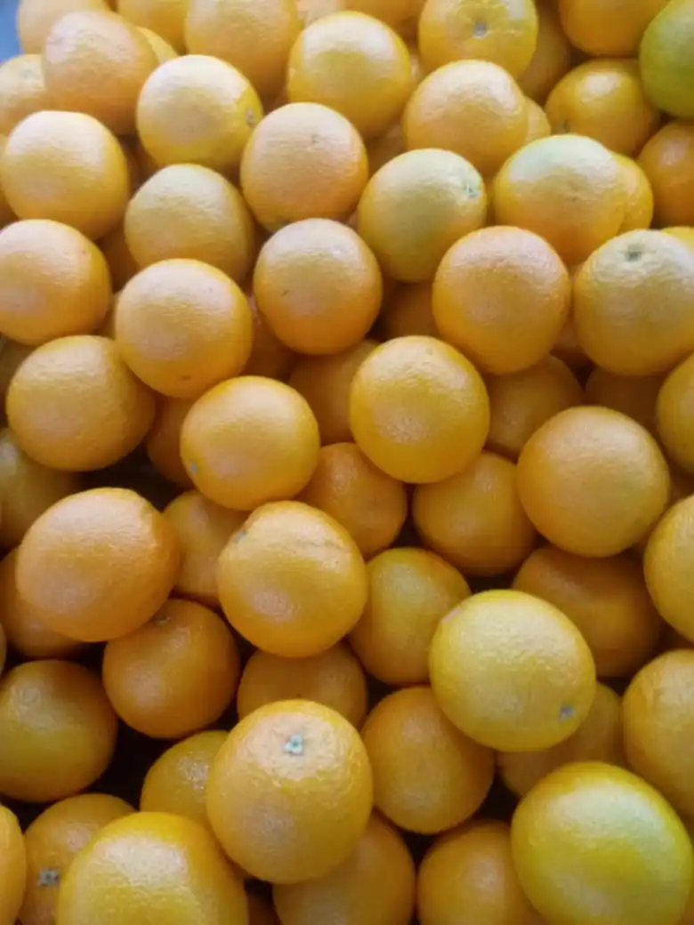 Fresh Abusra oranges from Egypt