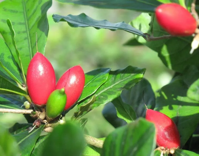 Synsepalum Dulcificum Etract