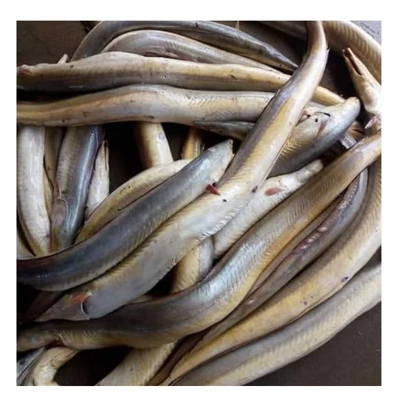 Eel fish live frozen 100% export quality cheap price