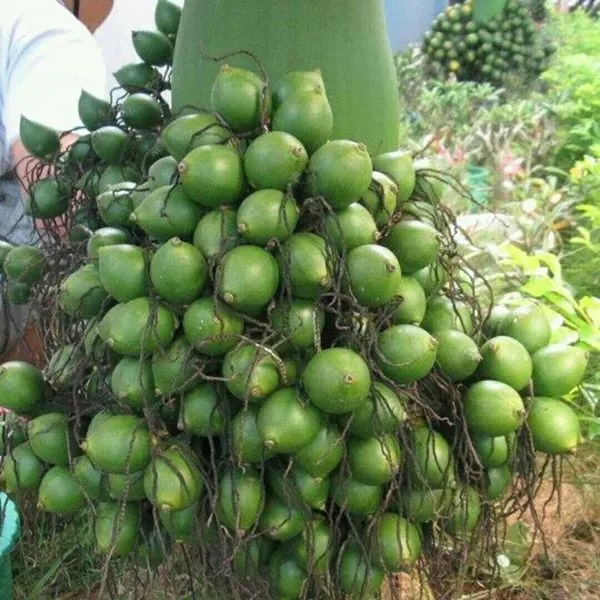 Высушенные орехи Betel оптом/из Вьетнама по