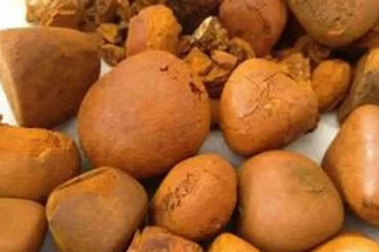 Ox Gallstones Cattle OX Cow Gallstones Buy Cow Gallstones with the best wholesale price
