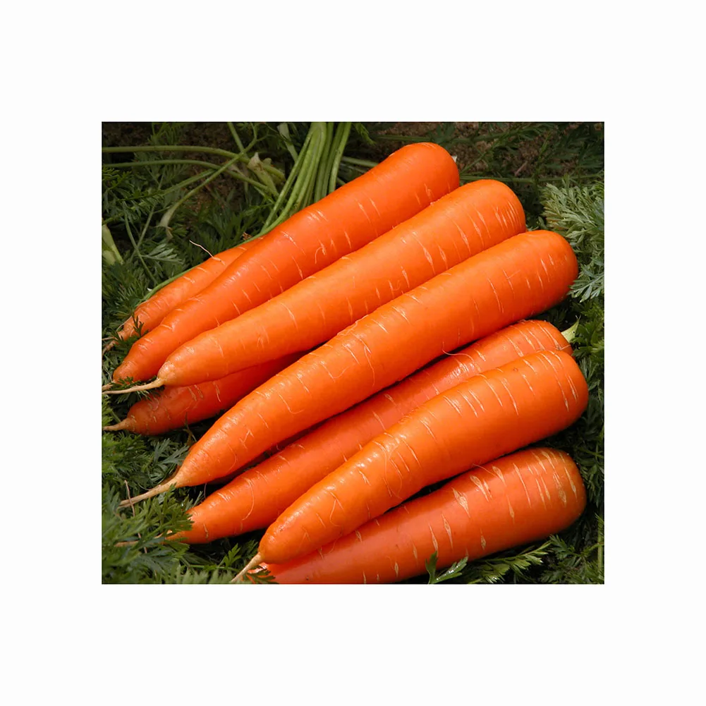 Fresh Carrot / Clean Carrot in Carton / Carrot wholesaler Price